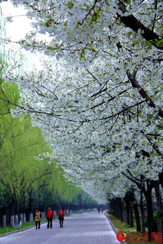 Beautiful cherry blossoms blooms in Luopu, Xinjiang