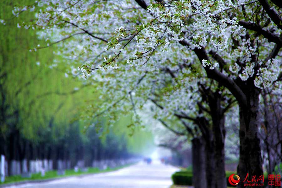 Beautiful cherry blossoms blooms in Luopu, Xinjiang