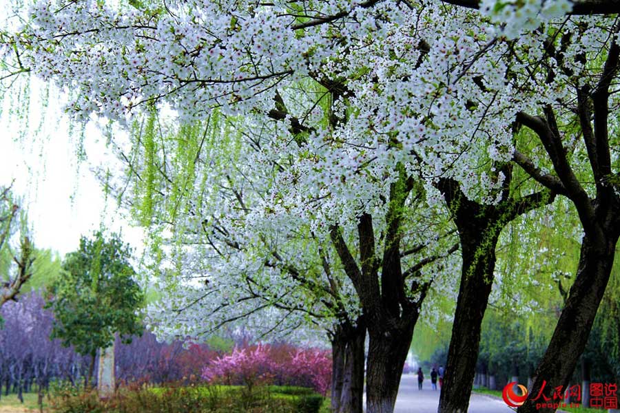 Beautiful cherry blossoms blooms in Luopu, Xinjiang