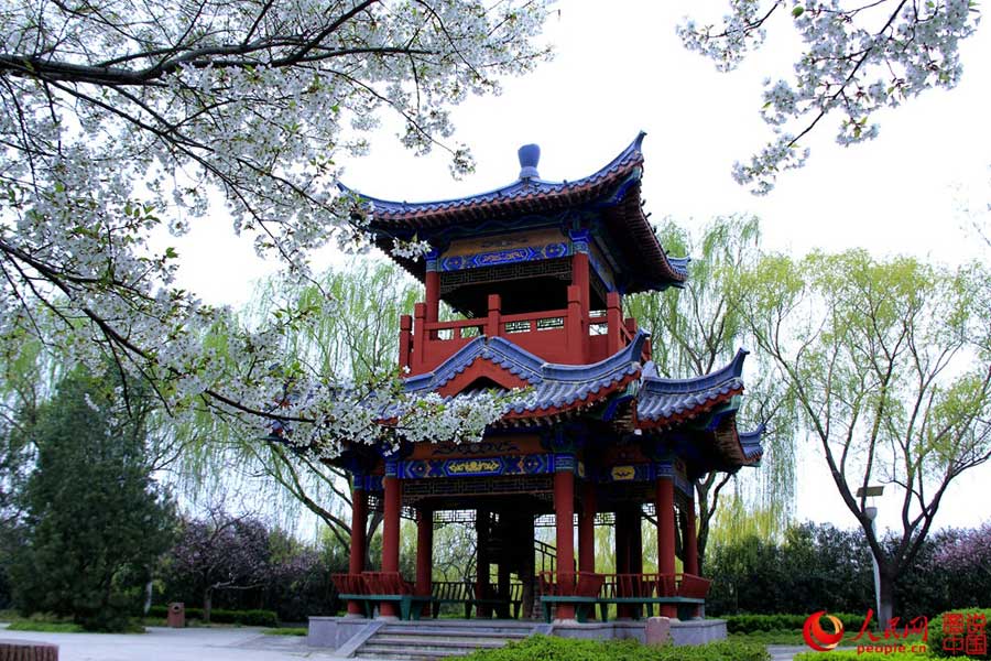 Beautiful cherry blossoms blooms in Luopu, Xinjiang