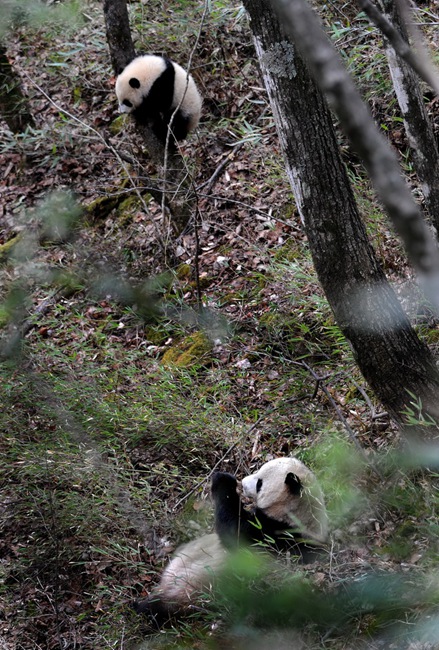 Cute wild pandas seen in NW China