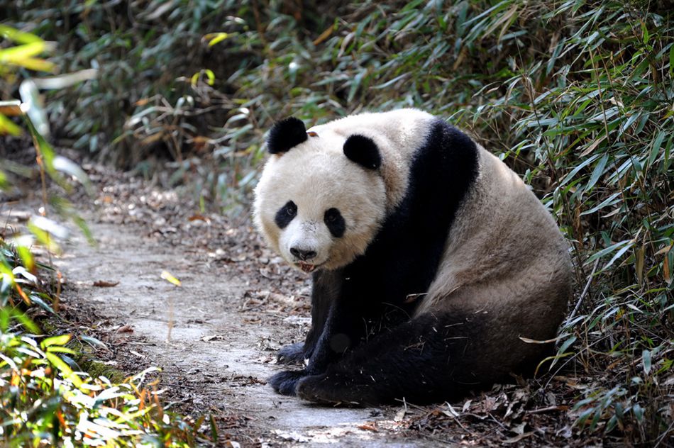 Cute wild pandas seen in NW China
