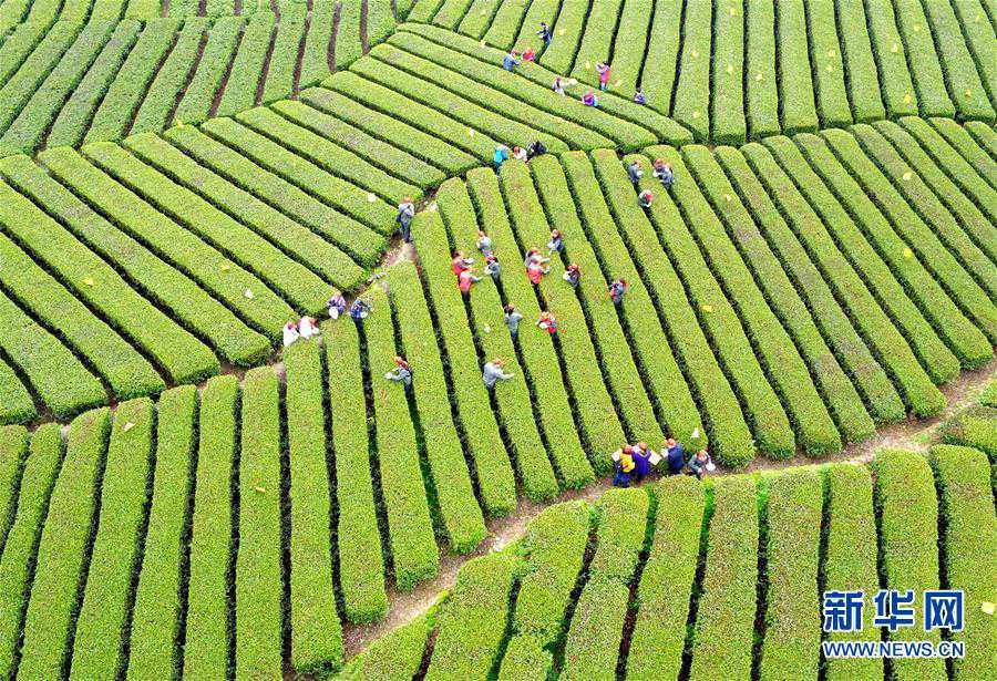 Aerial photos of tea garden in C China
