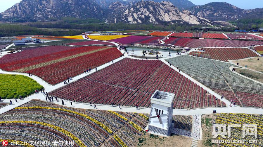 Breathtaking aerial photos of tulip blossoms in C China