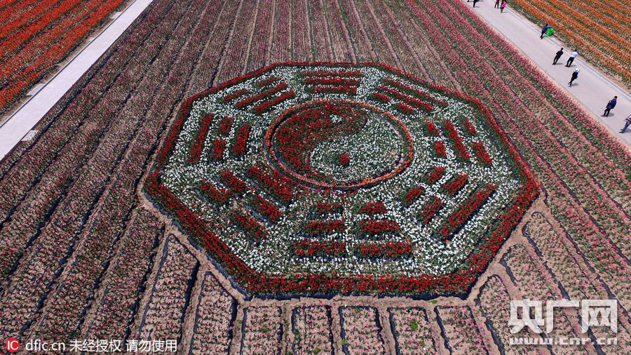 Breathtaking aerial photos of tulip blossoms in C China