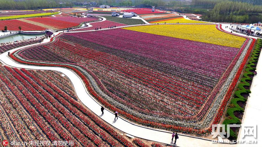 Breathtaking aerial photos of tulip blossoms in C China