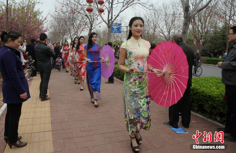 Beauties wearing cheongsam under cherry blossom