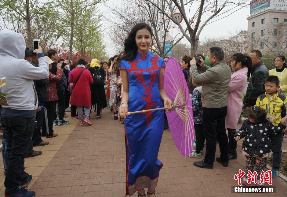 Beauties wearing cheongsam under cherry blossom