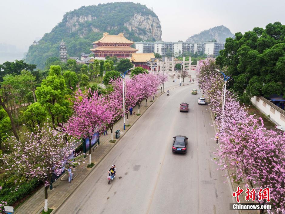 Blooming bauhinia flowers in Guangxi