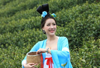 Beauties wearing Tang dynasty costume pick tea leaves