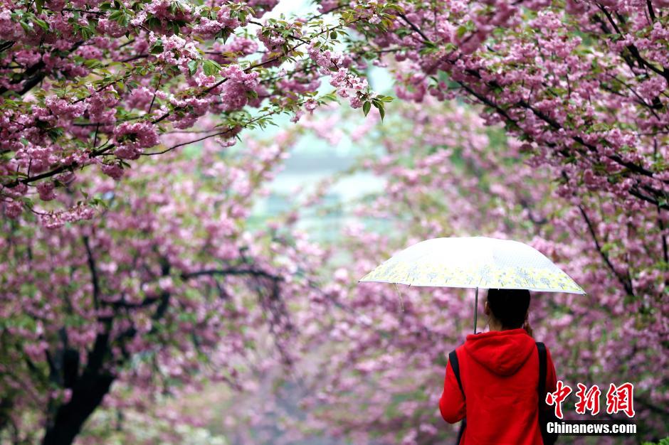 Gorgeous view: cherry blossoms in rain