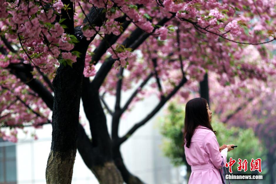 Gorgeous view: cherry blossoms in rain