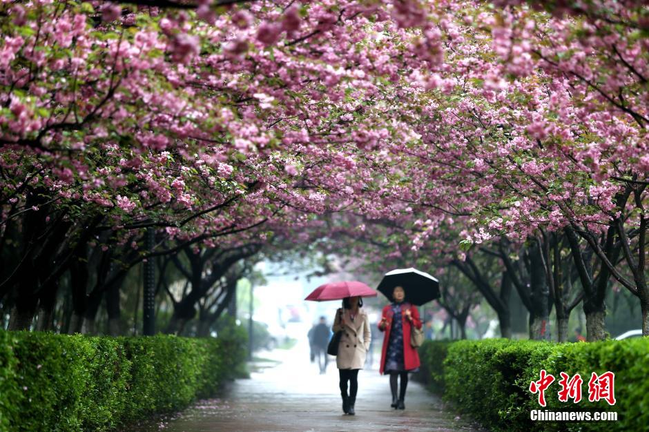 Gorgeous view: cherry blossoms in rain