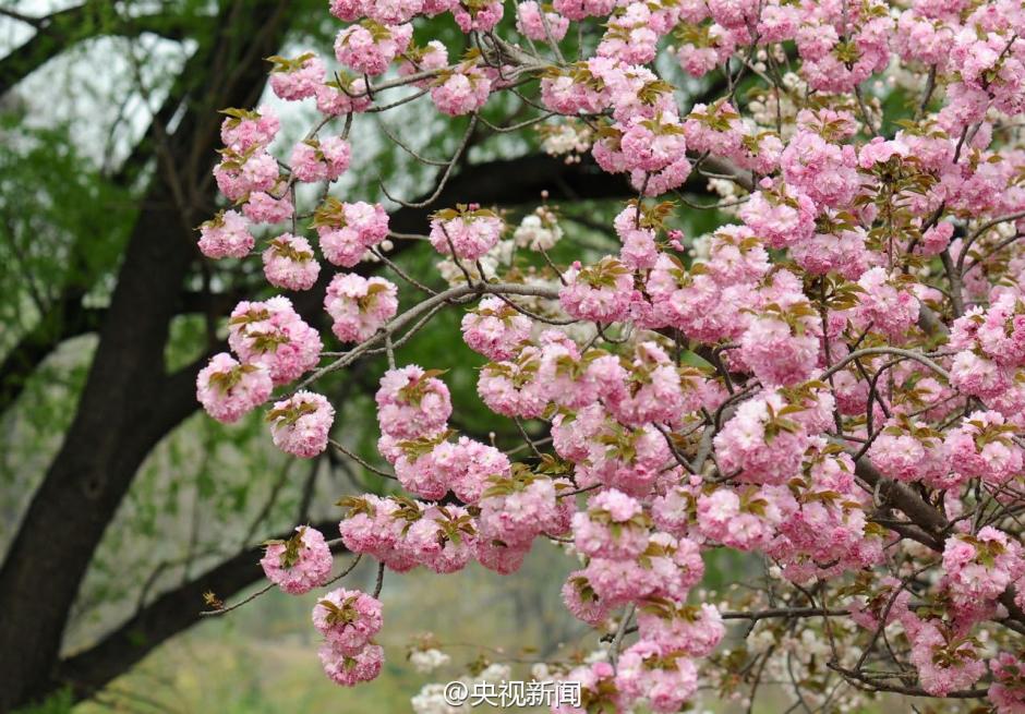 Gorgeous view: Catch the cherry blossoms in full bloom in Beijing