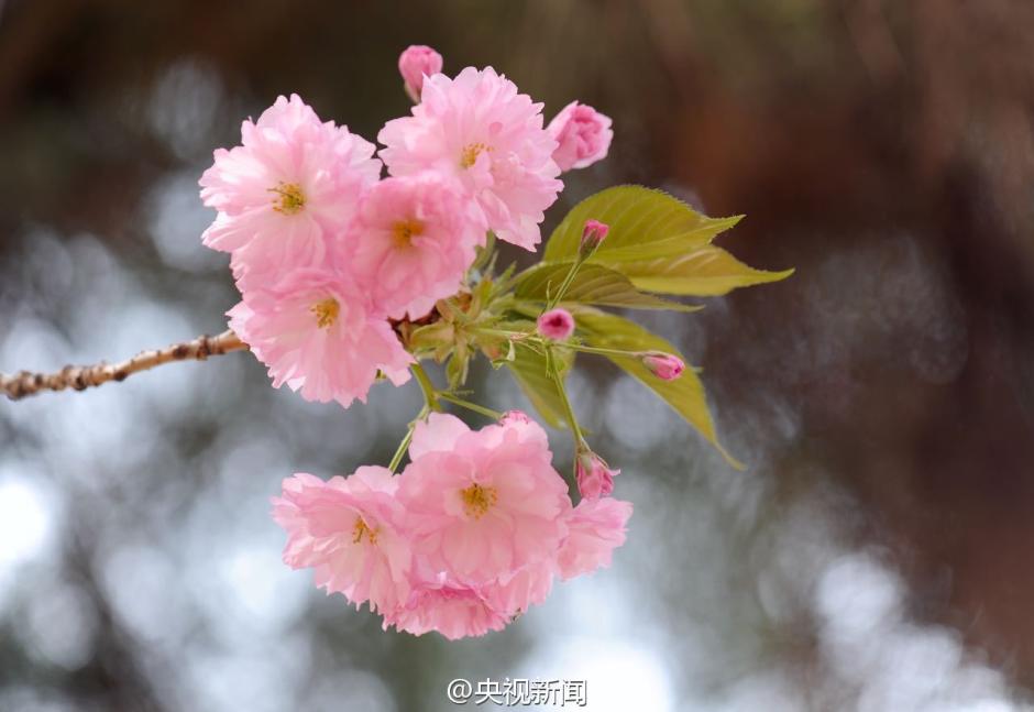 Gorgeous view: Catch the cherry blossoms in full bloom in Beijing