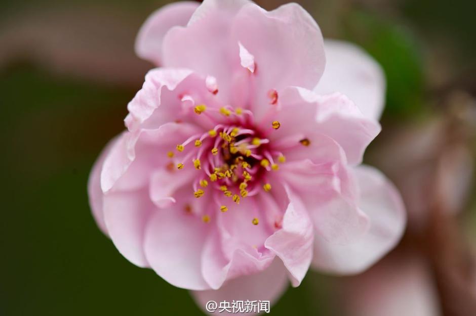 Gorgeous view: Catch the cherry blossoms in full bloom in Beijing