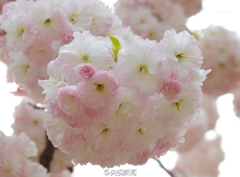 Gorgeous view: Catch the cherry blossoms in full bloom in Beijing