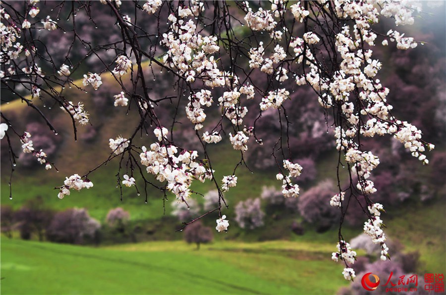 Dreamy apricot blossom in Ili, Xinjiang