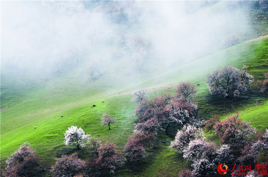 Dreamy apricot blossom in Ili, Xinjiang