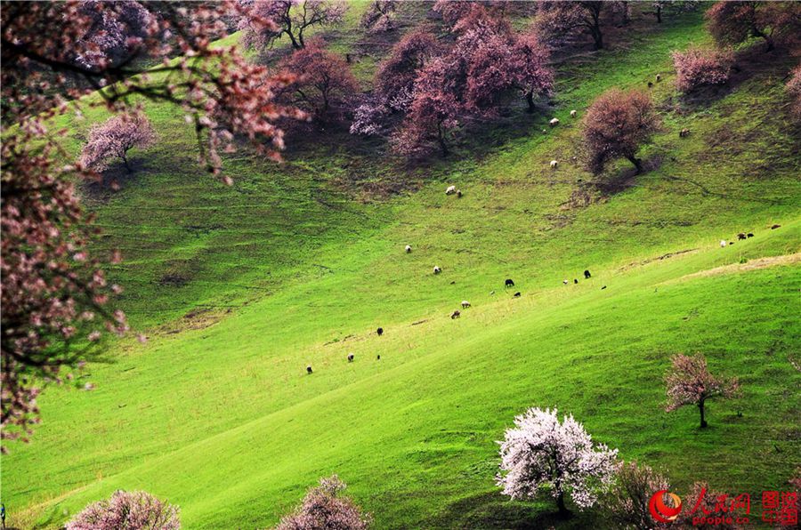 Dreamy apricot blossom in Ili, Xinjiang