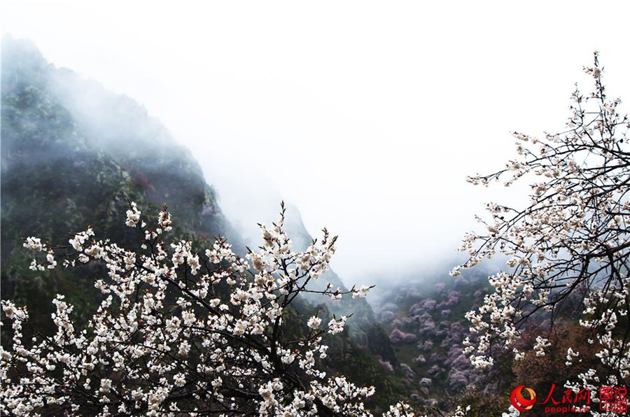 Dreamy apricot blossom in Ili, Xinjiang