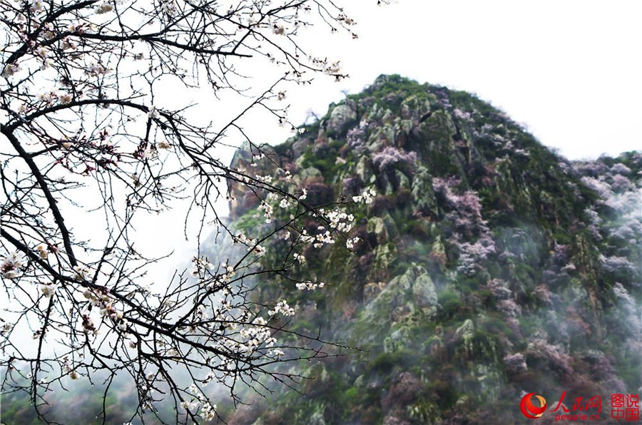 Dreamy apricot blossom in Ili, Xinjiang