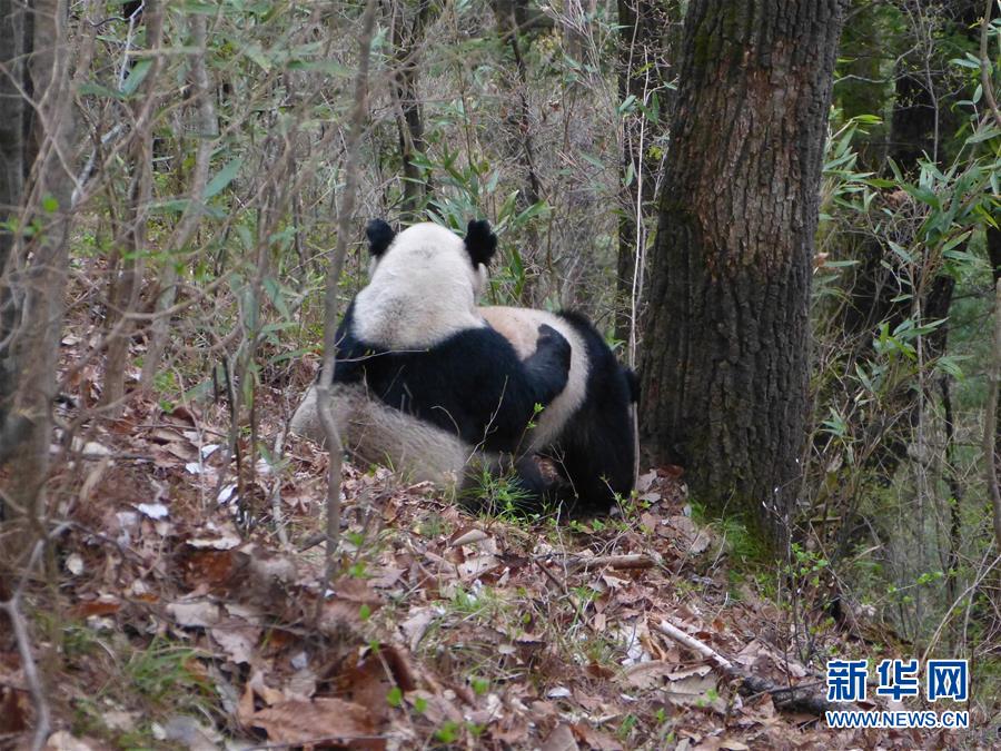 Wild pandas' natural mating spotted in NW China