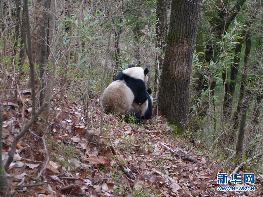 Wild pandas' natural mating spotted in NW China