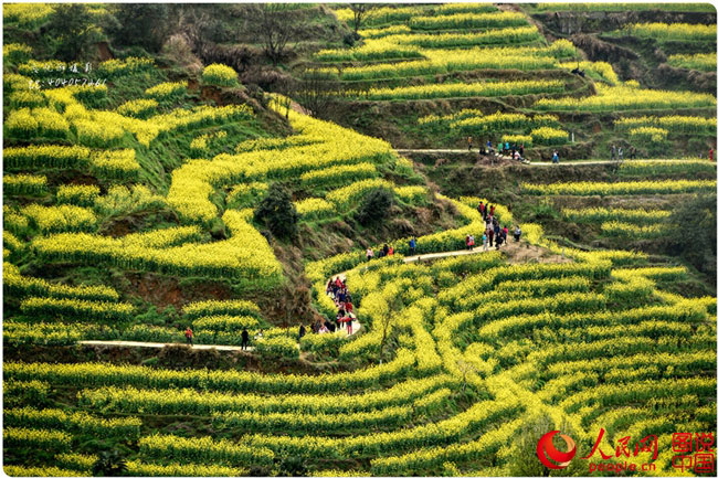 Scenery of rape blossoms in terraced fields in Jiangxi
