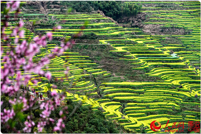 Scenery of rape blossoms in terraced fields in Jiangxi
