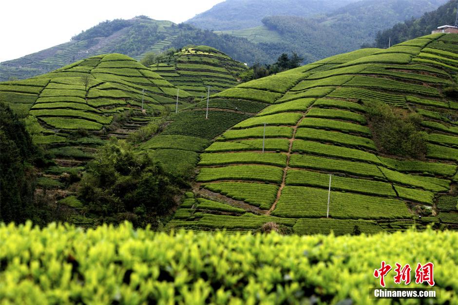 Beautiful tea-picking girls in Shengzhou