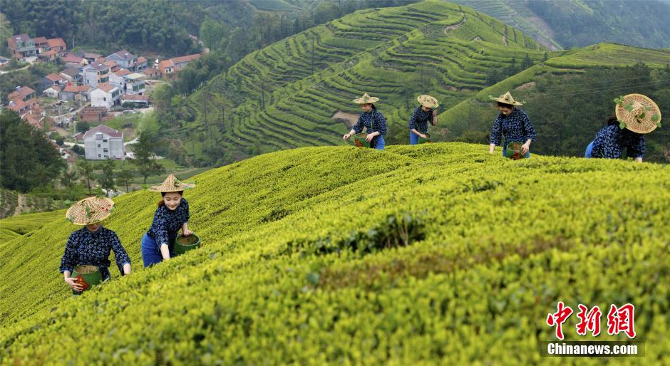 Beautiful tea-picking girls in Shengzhou