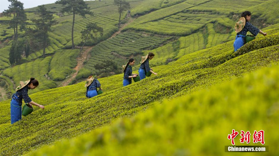 Beautiful tea-picking girls in Shengzhou