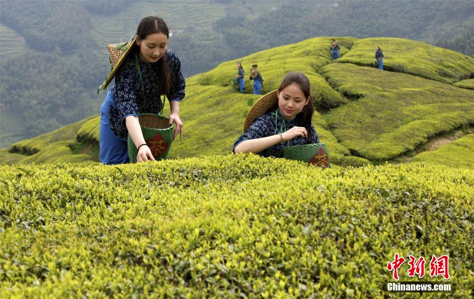 Beautiful tea-picking girls in Shengzhou