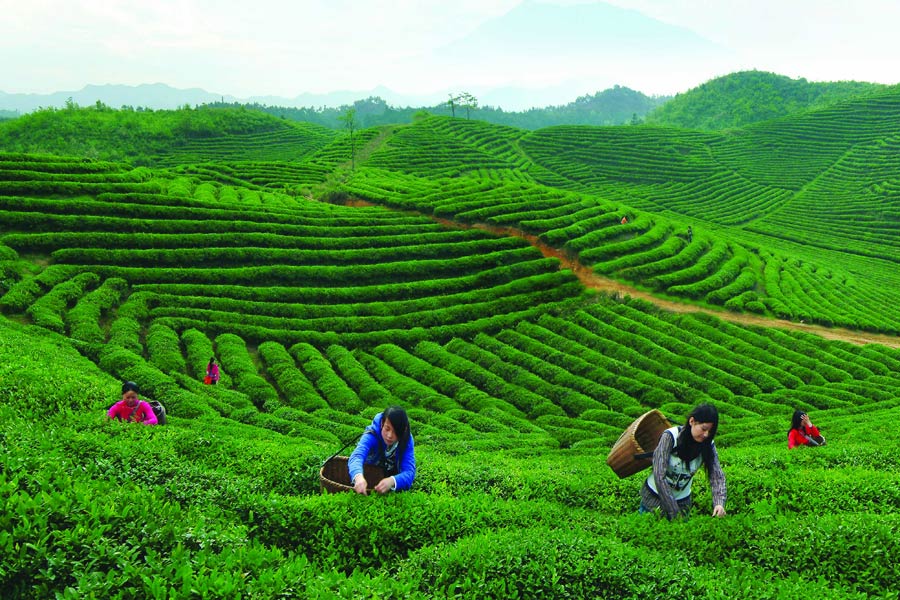 Millions visit charming forested area in East China