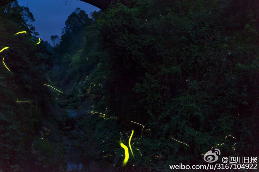 Dancing fireflies create a magical woodland glow