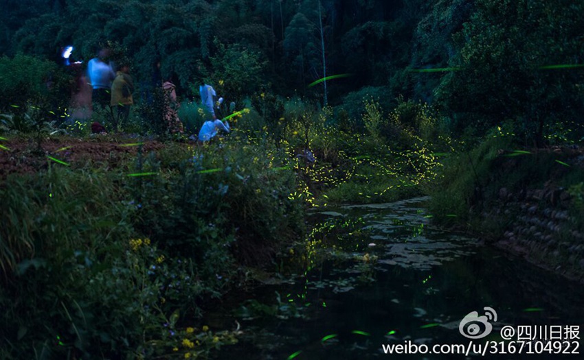 Dancing fireflies create a magical woodland glow