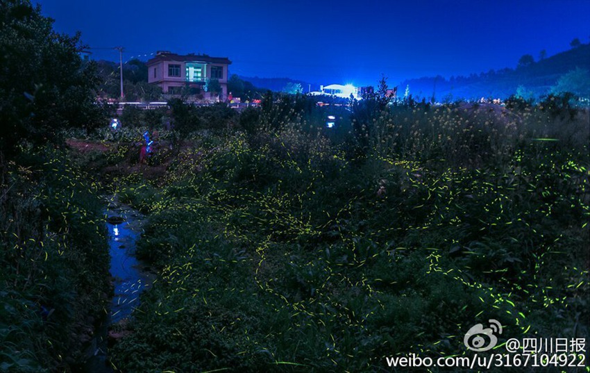 Dancing fireflies create a magical woodland glow