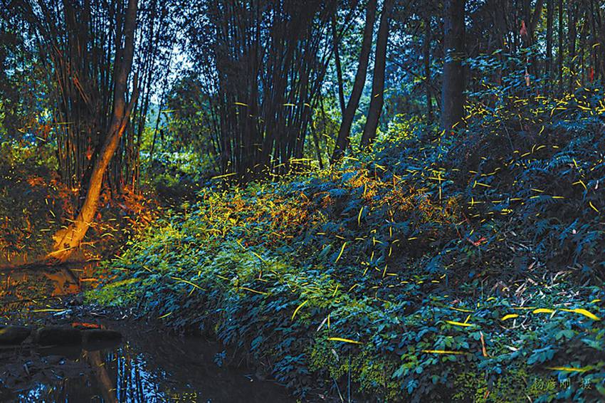 Dancing fireflies create a magical woodland glow