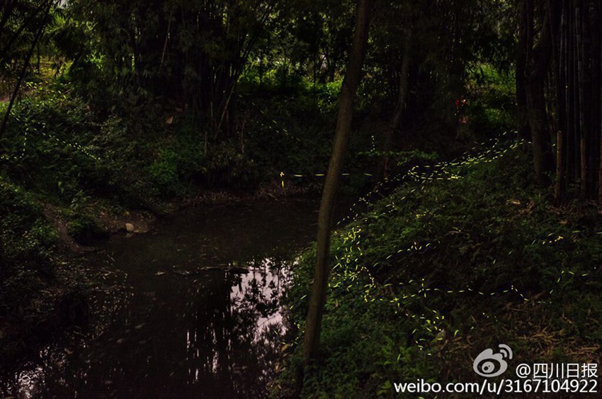 Dancing fireflies create a magical woodland glow