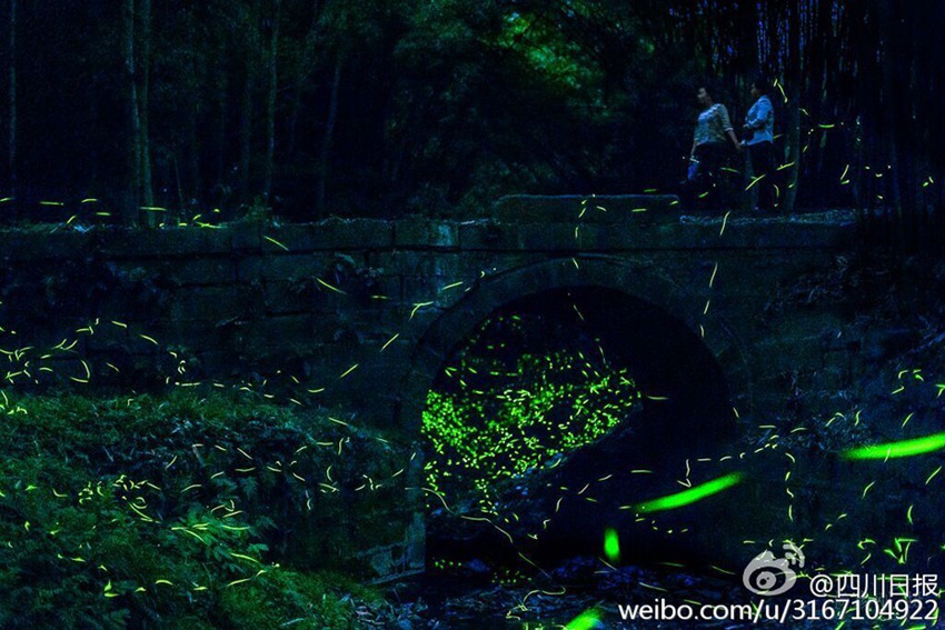 Dancing fireflies create a magical woodland glow