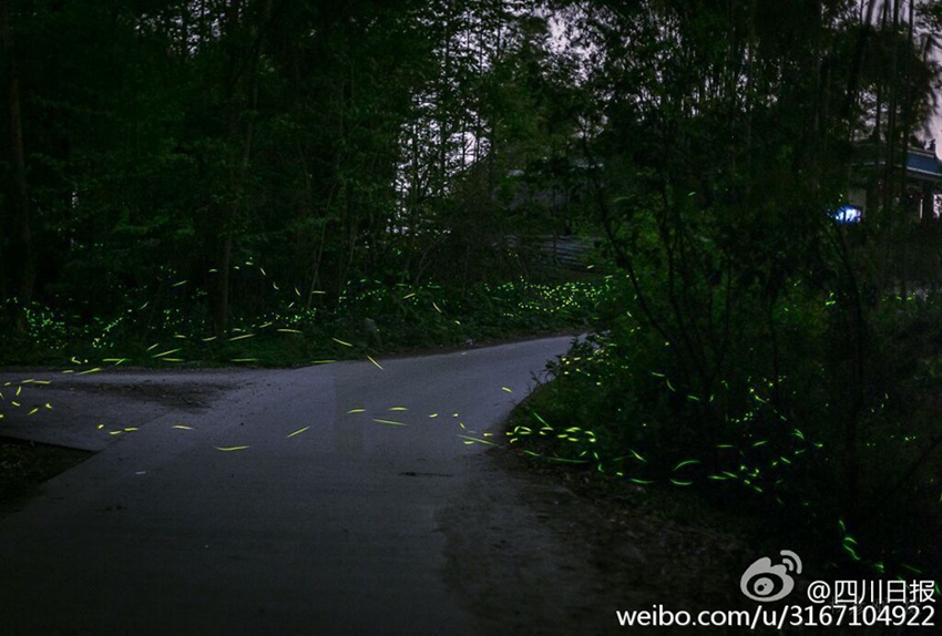 Dancing fireflies create a magical woodland glow