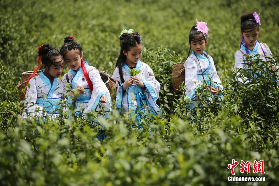 Cute girls pick tea leaves in Jiangsu