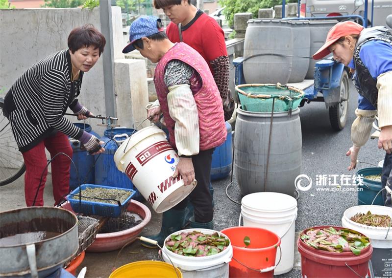 Villagers pick water shields from a pond in Hangzhou