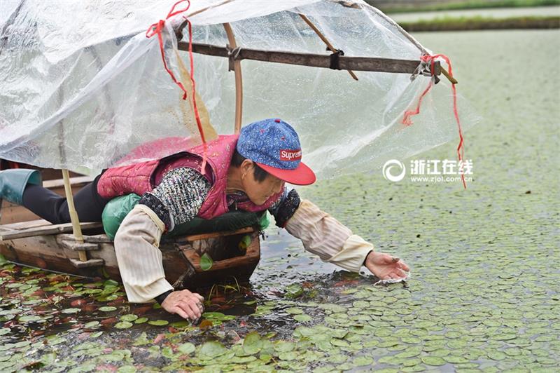 Villagers pick water shields from a pond in Hangzhou