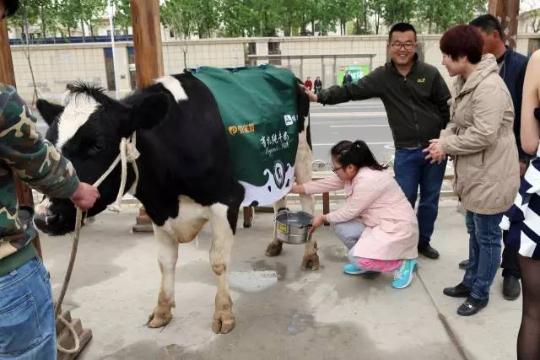 Woman milks a cow in a Beijing neighborhood 