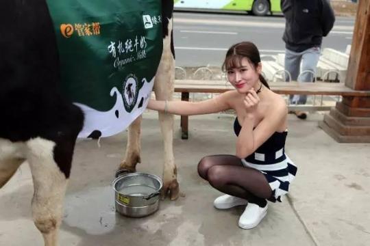 Woman milks a cow in a Beijing neighborhood 