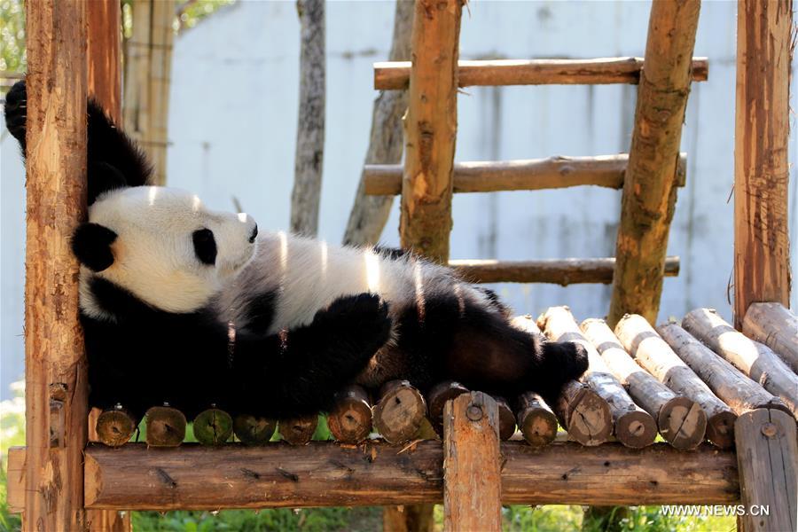 Giant panda enjoys leisure life in Huangshan City, east China