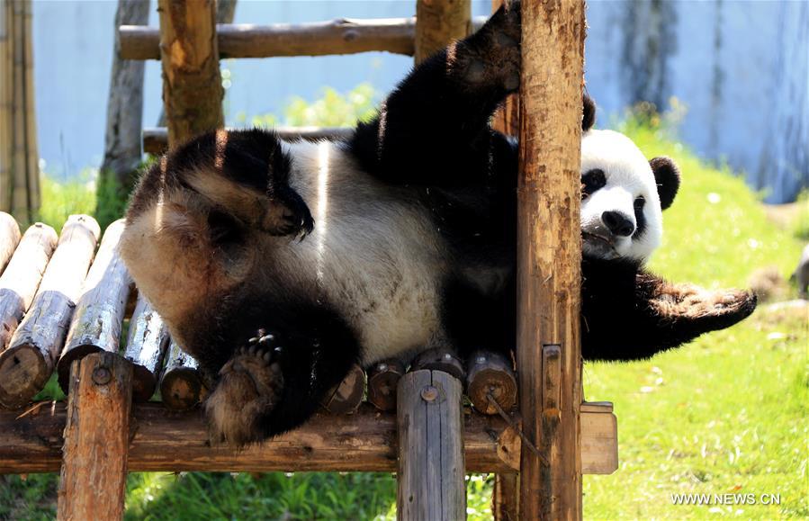 Giant panda enjoys leisure life in Huangshan City, east China