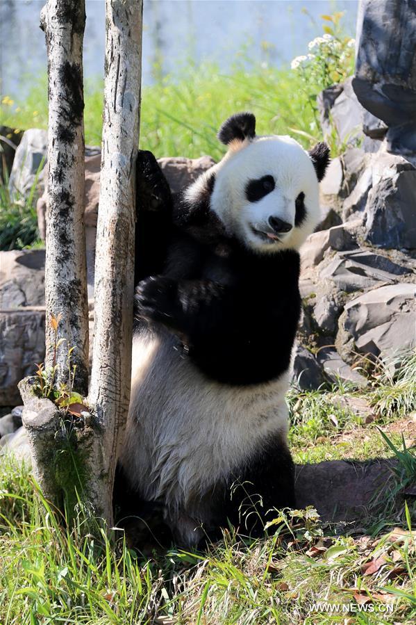 Giant panda enjoys leisure life in Huangshan City, east China